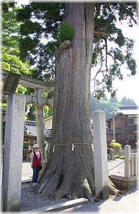 画像:枝折八幡神社のスギ(幹と並ぶ)