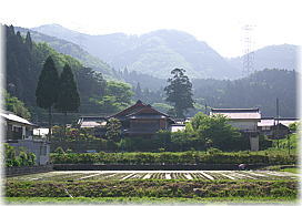 画像:枝折八幡神社のスギ(遠景)