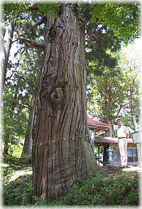 画像:山祇神社の姥杉(幹と並ぶ)