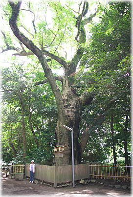 画像:招福楠(幹と並ぶ)