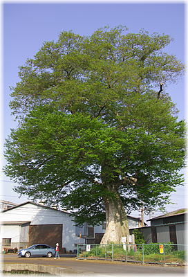 画像:昭和町のムクノキ