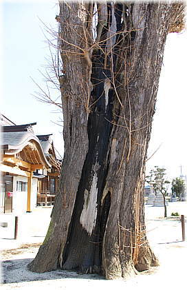 画像:尊像寺のイチョウ(焼け焦げた幹)