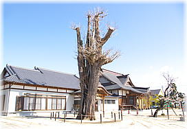 画像:尊像寺のイチョウ(全景)