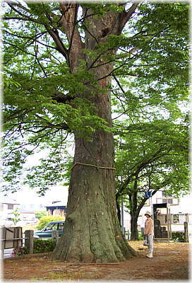画像:菅谷神明宮のケヤキ(幹と並ぶ)