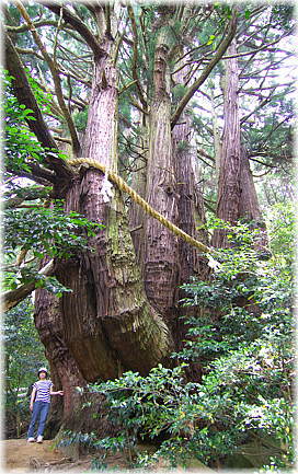 画像：高井の千本杉（幹と並ぶ）