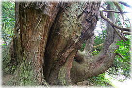 画像：高井の千本杉（斜め背後から）