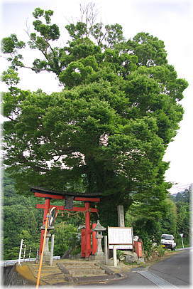 画像:高倉神社のケヤキ