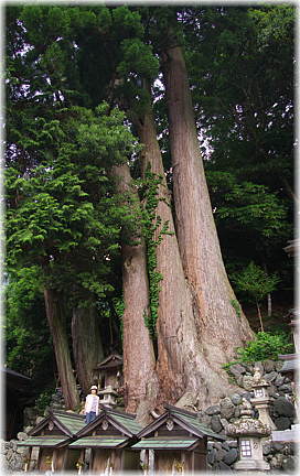 画像:十二社神社の三本杉(幹と並ぶ)