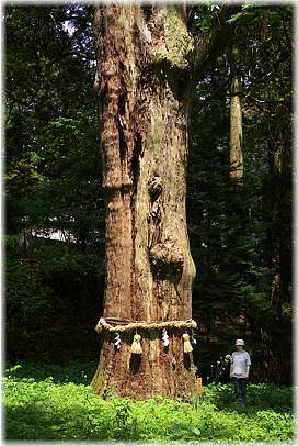 画像:滝樹神社の天狗杉(幹と並ぶ)