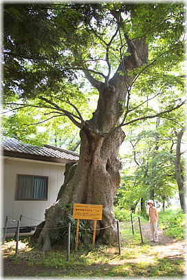画像:田村神社のケヤキ(幹と並ぶ)