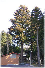 画像:棚頭産神社のスギ(全景)