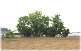 画像:足崎のイチョウ(遠景)