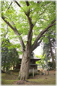 画像：素鵞神社の大欅