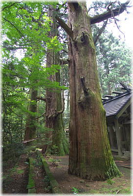 画像:三夜沢赤城神社のたわら杉_1