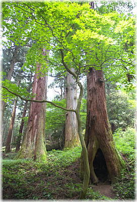 画像:三夜沢赤城神社境内の樹林
