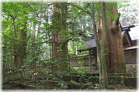 画像:三夜沢赤城神社のたわら杉_2