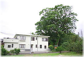 画像:太夫の大樟(遠景)