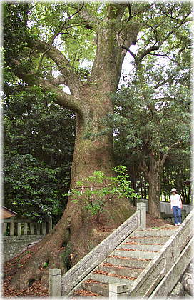 �摜�F���i�_�Ђ̃N�X�m�L�i���ƕ��ԁj