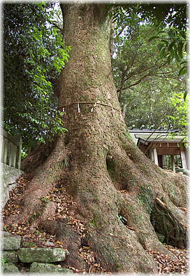 �摜�F���i�_�Ђ̃N�X�m�L