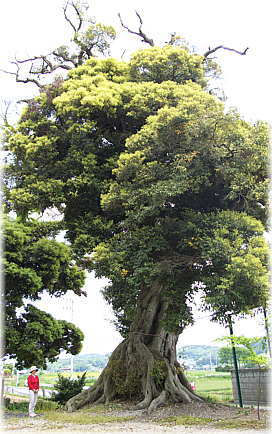 画像:高尾神社のスダジイ(幹と並ぶ)_1