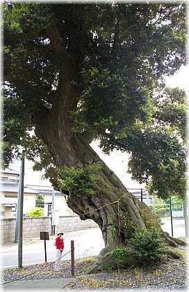 画像:高尾神社のスダジイ(幹と並ぶ)_2