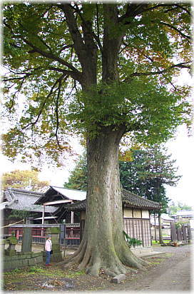 画像:友沼八幡神社のケヤキ(幹と並ぶ)