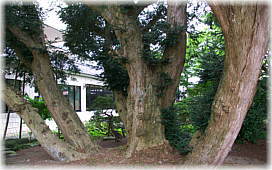 画像:市立図書館のカヤノキ_2