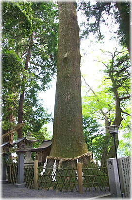 画像:若宮神社のスギ
