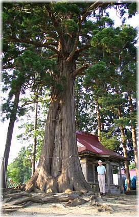 画像：角沢八幡神社のスギ（幹と並ぶ）