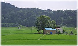 画像:日本一の大柳(遠景)