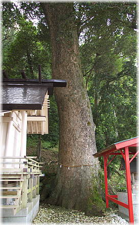 画像:烏止野神社のクスノキ
