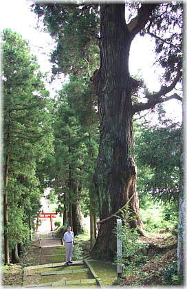 画像:大崎八幡神社の馬形杉(幹と並ぶ)