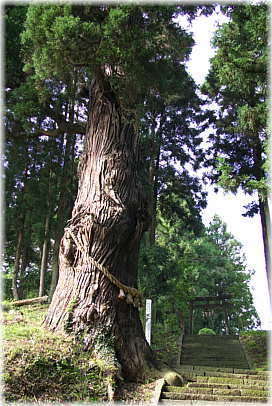 画像:大崎八幡神社の馬形杉