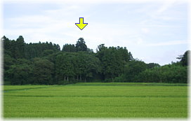画像:大崎八幡神社の馬形杉(遠景)