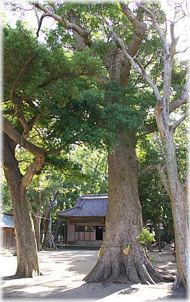 画像:若宮神社のクスノキ