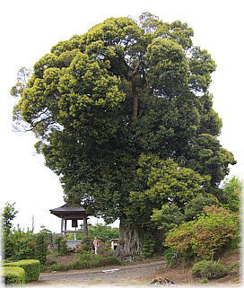 画像:和光院の大椎(全景)