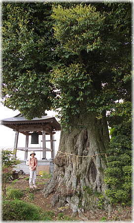 画像:和光院の大椎(幹と並ぶ)