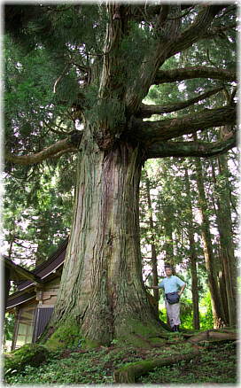 画像:矢引沢の大杉(幹と並ぶ)