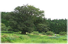 画像:矢木のカヤ(全景)