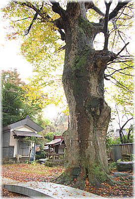 画像:八雲神社のケヤキ_1
