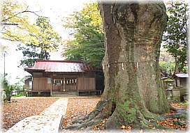 画像:八雲神社のケヤキ_2