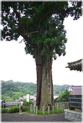 画像:八幡杉(幹と並ぶ)