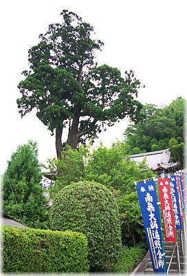 画像:八幡杉