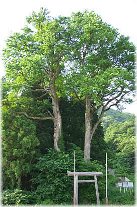 画像:山神神社の夫婦カツラ(全景)