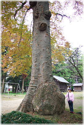 画像:梁八幡宮のケヤキ(幹と並ぶ)
