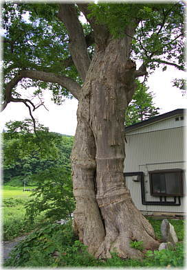 画像:柳川のケヤキ