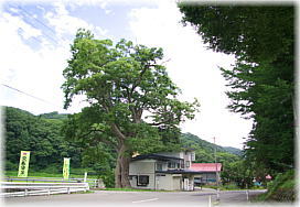 画像:柳川のケヤキ(全景)