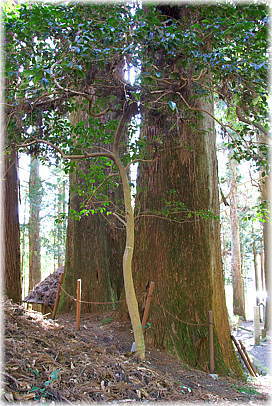 画像:柳島八幡神社の二本スギ
