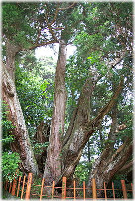 画像:八ツ房杉_1