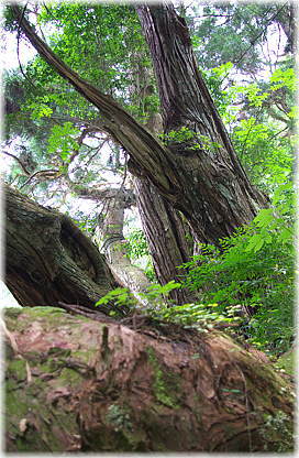 画像:八ツ房杉_2